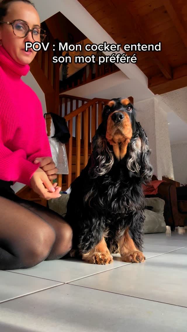 Post 10 by OSCAR 🐶 on Instagram (video)