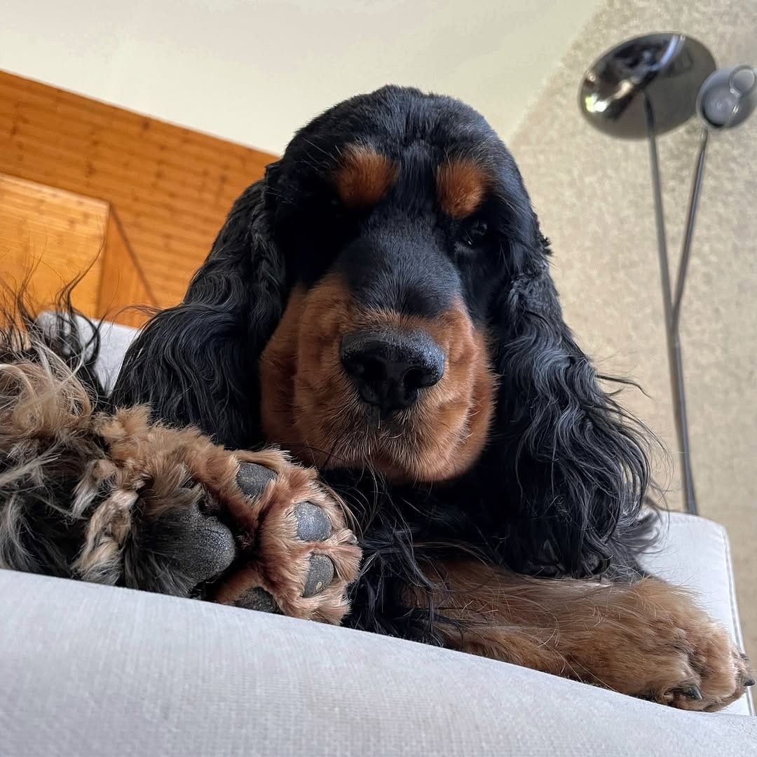 Post 4 by OSCAR 🐶 on Instagram (image)