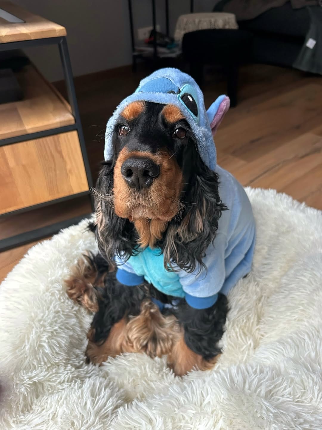 Post 6 by OSCAR 🐶 on Instagram (carousel)