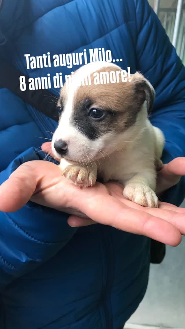 Post 9 by Milo on Instagram (video)