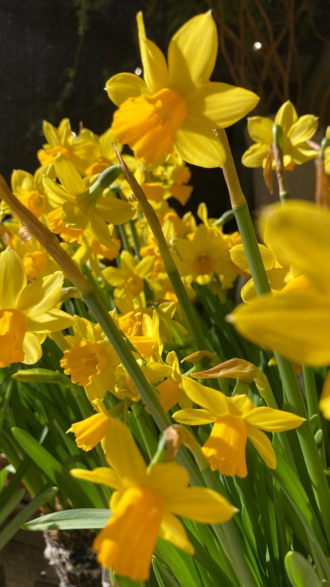 Post 10 by Symbiose Fleuriste & Céramiste on Instagram (video)