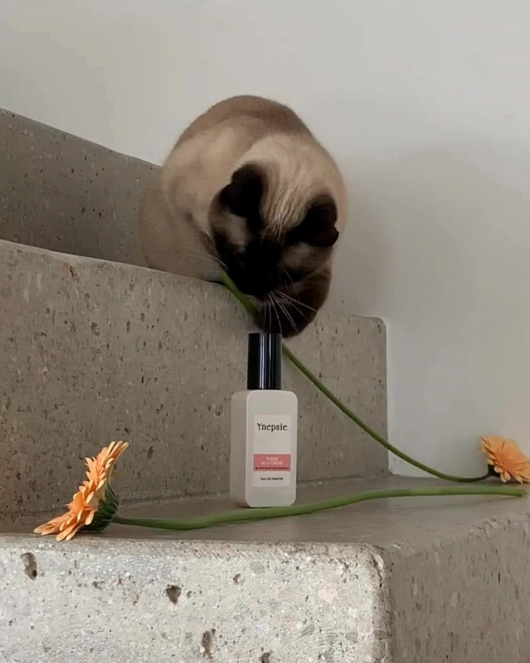 Post 4 by Ynepsie on Instagram (video)