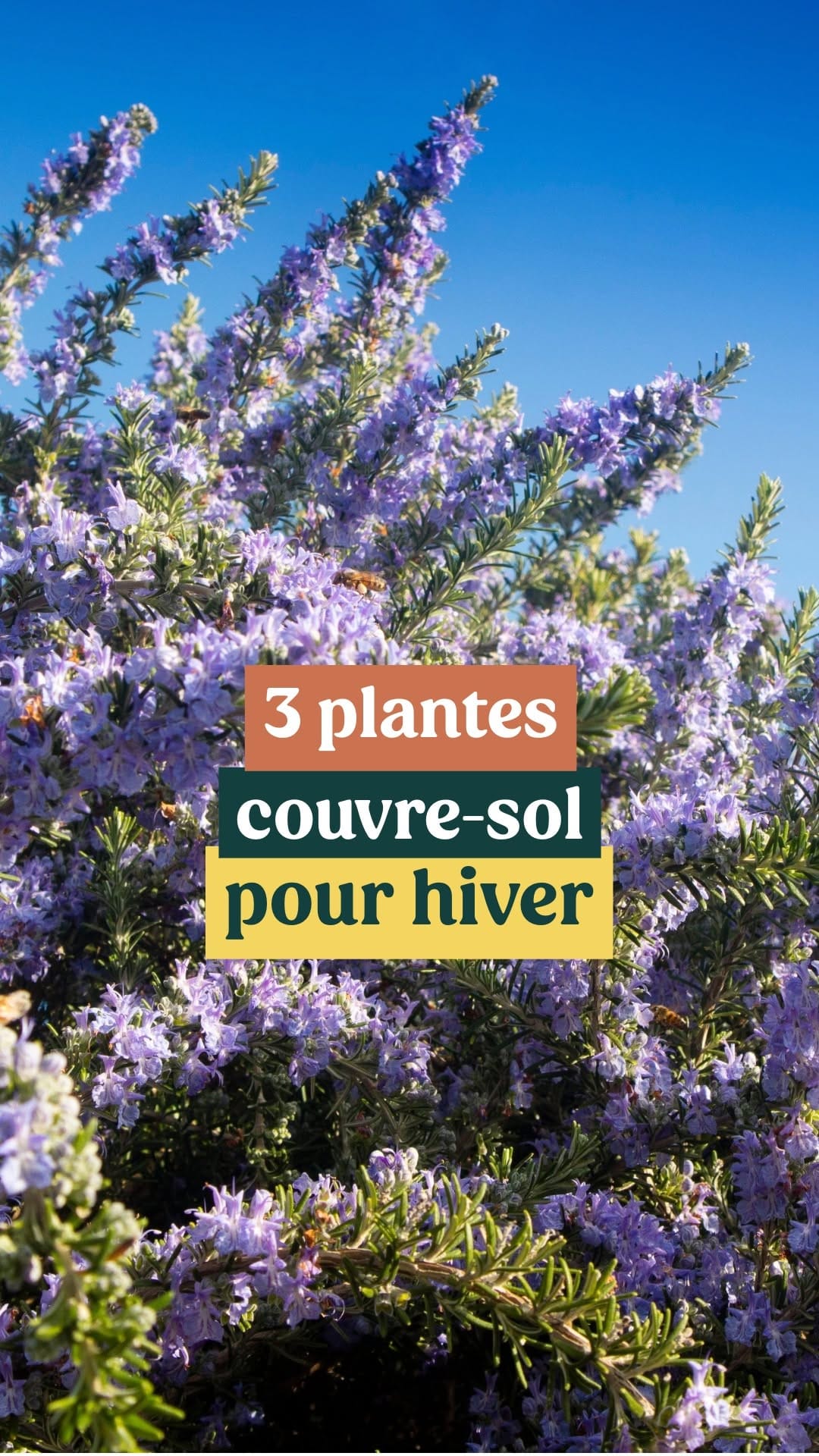 Post 9 by Plantes IDF on Instagram (video)