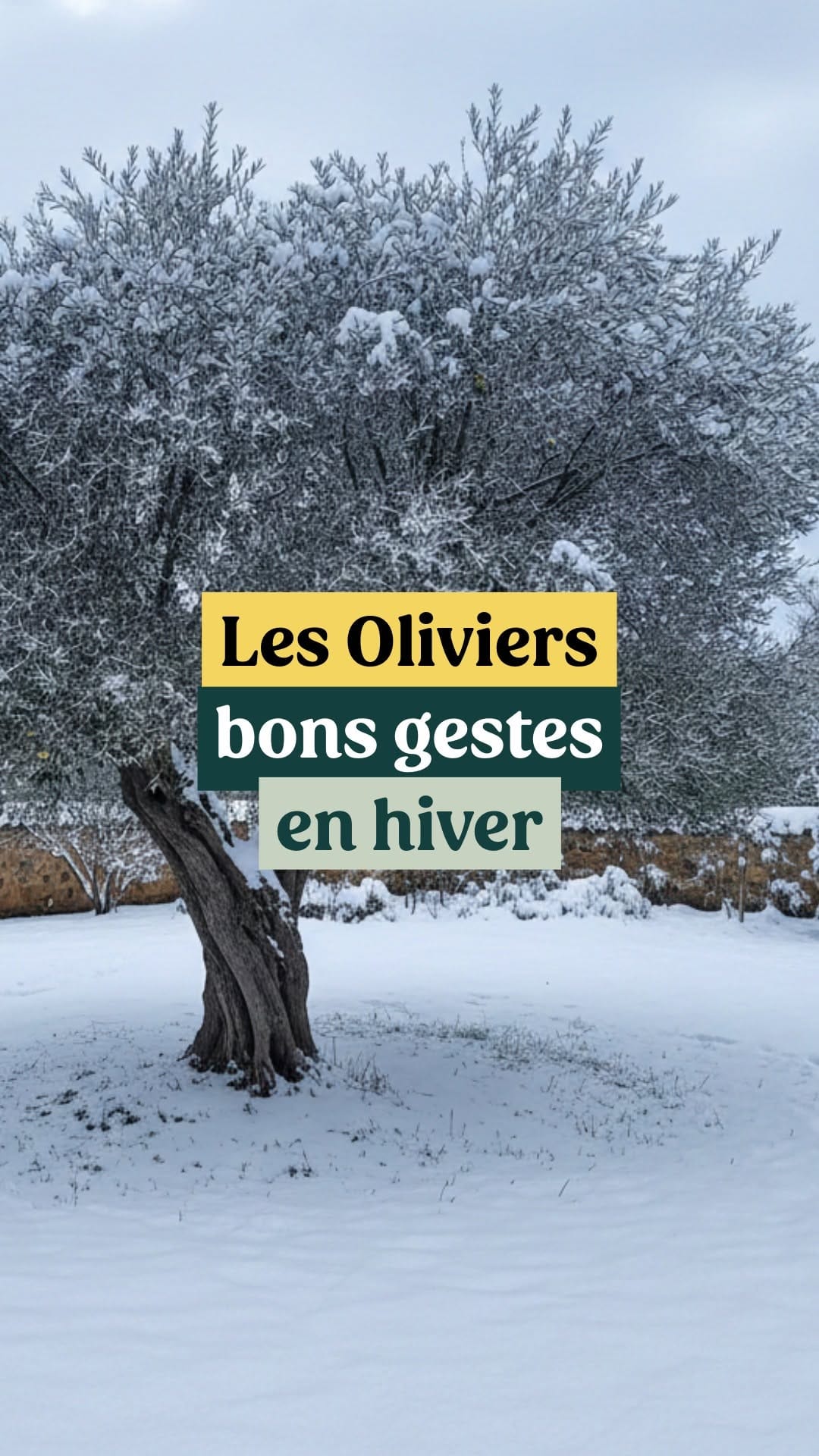 Post 8 by Plantes IDF on Instagram (video)