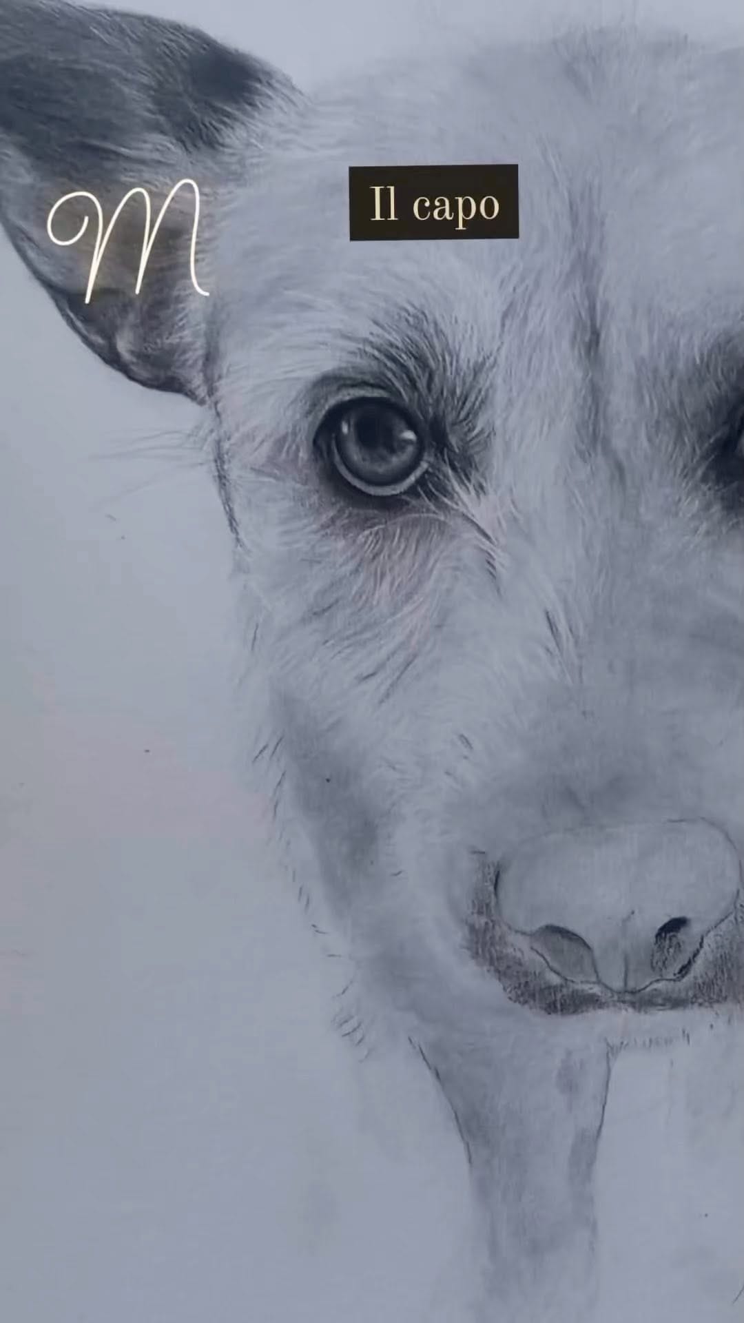Post 5 by Francesco Maria on Instagram (video)
