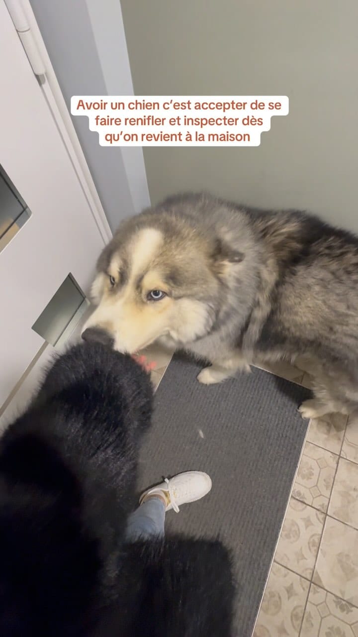 Post 5 by Carlita et Snowsnow on Instagram (video)