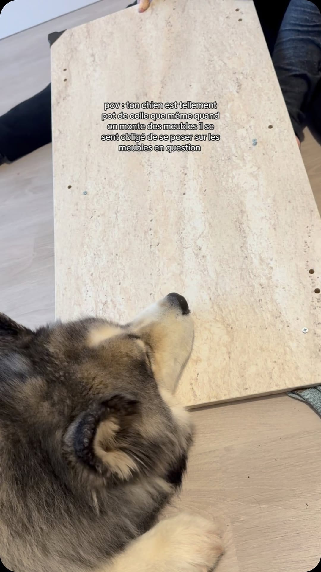 Post 4 by Carlita et Snowsnow on Instagram (video)