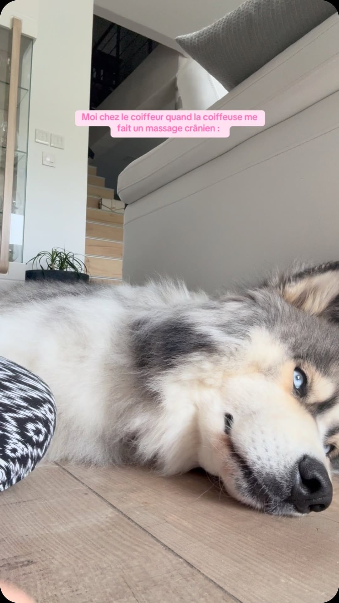 Post 2 by Carlita et Snowsnow on Instagram (video)