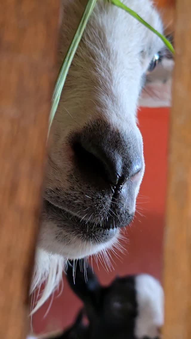 Post 9 by Queijo de Cabra Fazenda Geneve/Queijo Artesanal on Instagram (video)