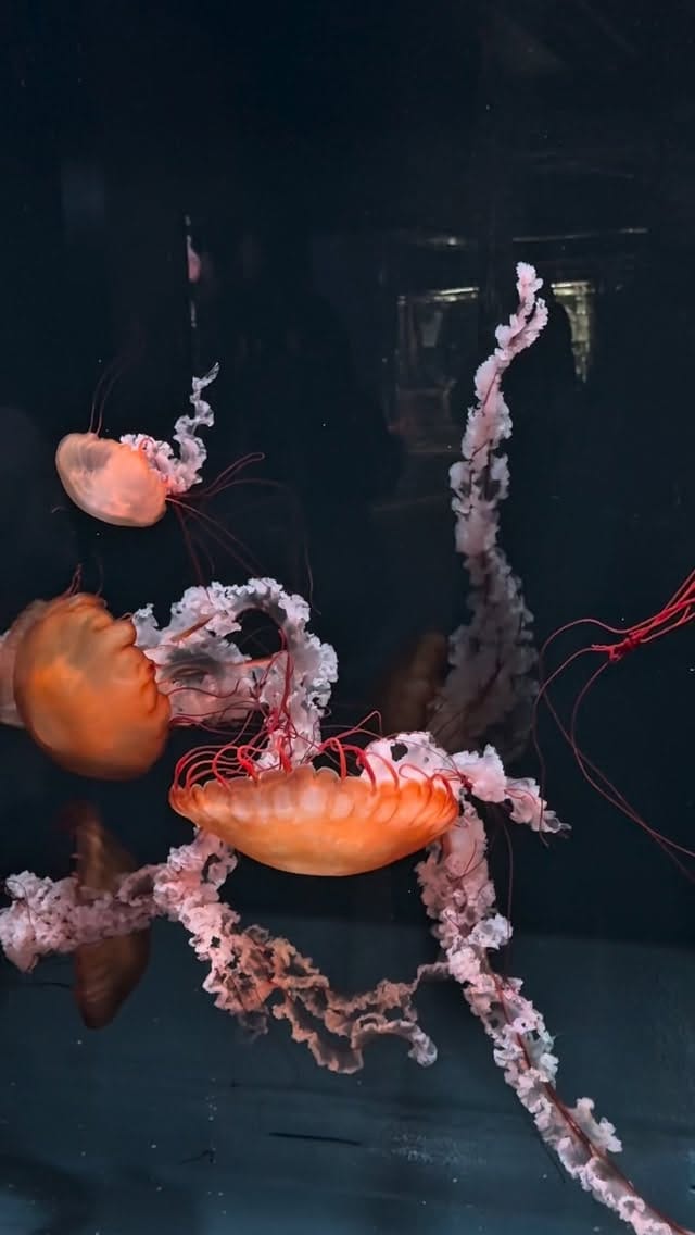 Post 3 by 𝕾𝖆𝖗𝖆𝖍 🦇 |  Dark content creator on Instagram (video)