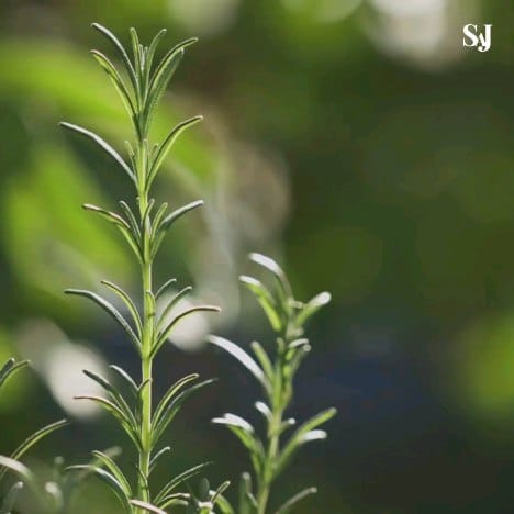 Post 10 by Savonnerie Artisanale du Jura on Instagram (video)