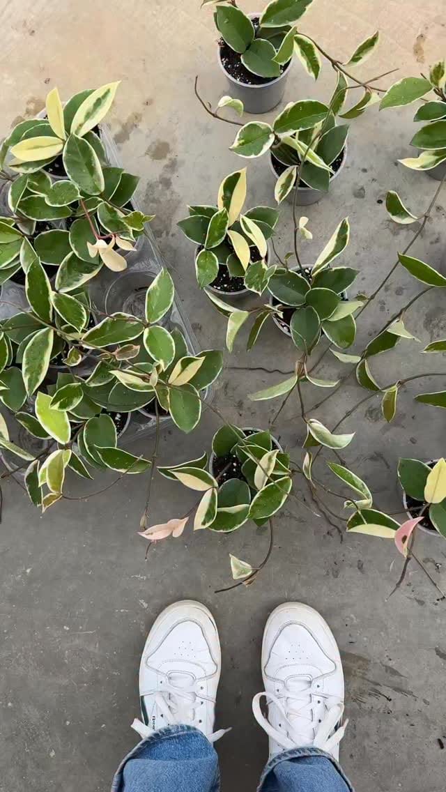 Post 2 by Plant and Stories on Instagram (video)