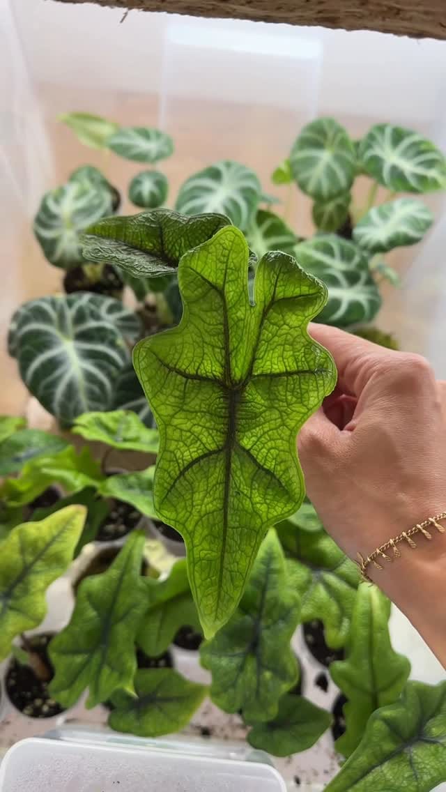 Post 6 by Plant and Stories on Instagram (video)