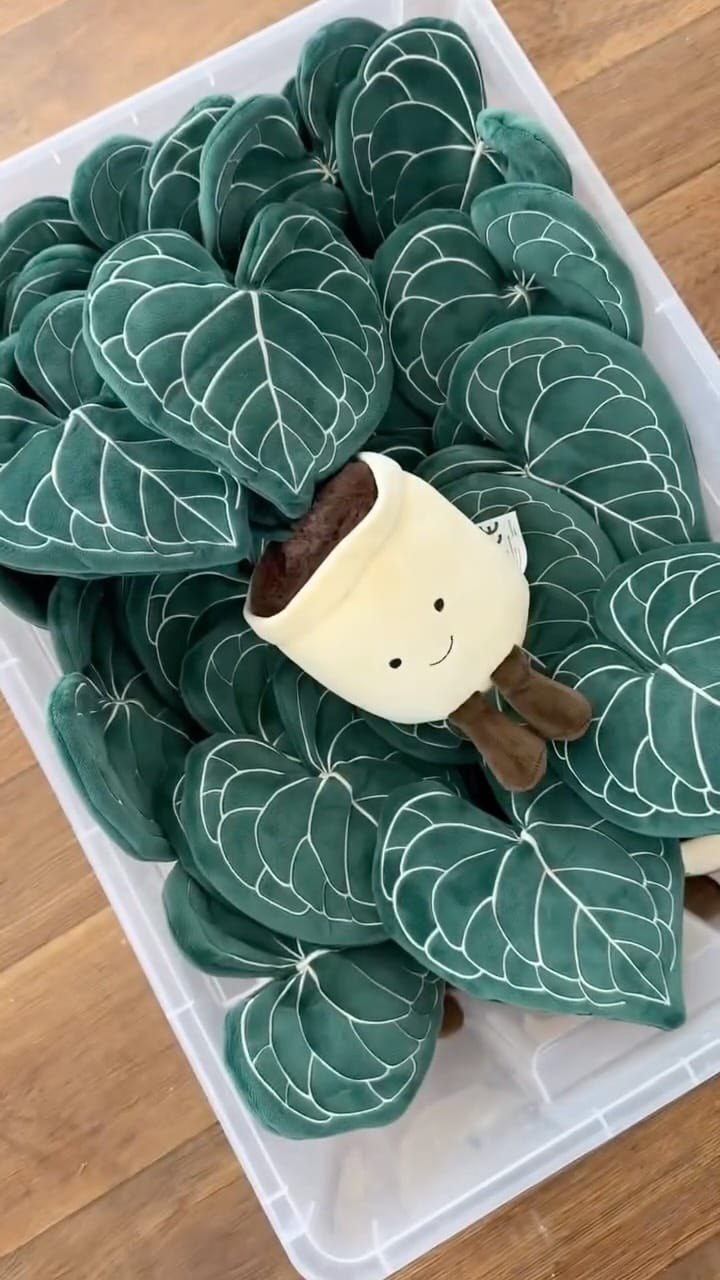 Post 8 by Plant and Stories on Instagram (video)