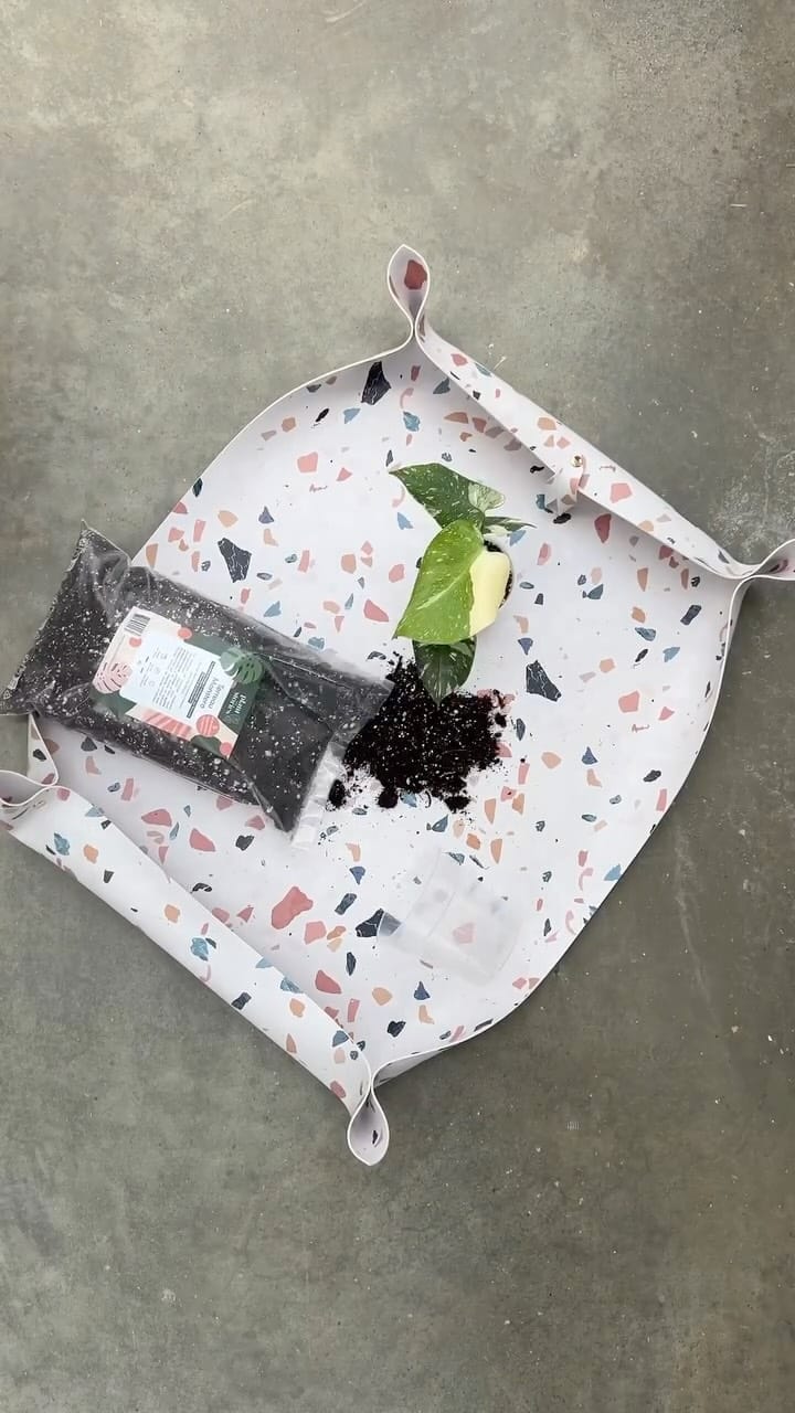 Post 5 by Plant and Stories on Instagram (video)