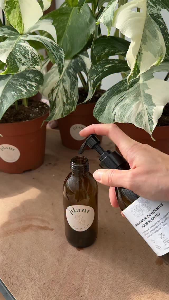 Post 7 by Plant and Stories on Instagram (video)