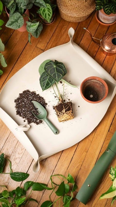 Post 10 by Plant and Stories on Instagram (video)