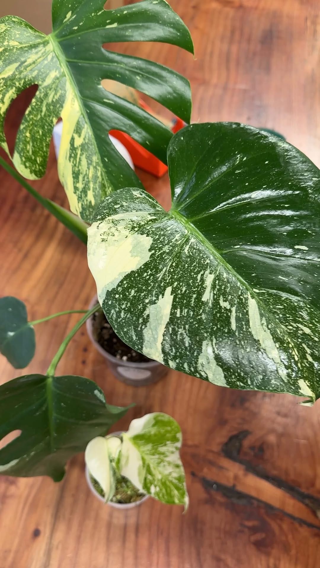 Post 9 by Plant and Stories on Instagram (video)