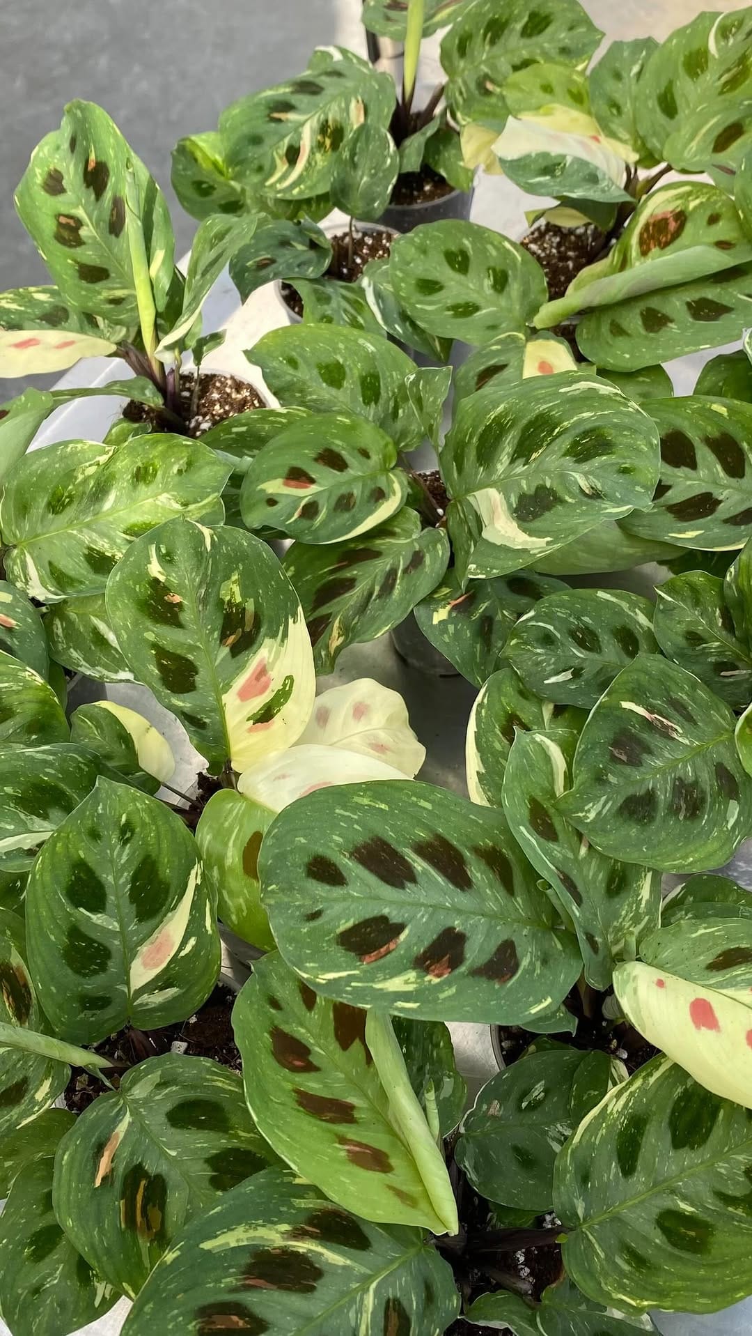 Post 3 by Plant and Stories on Instagram (video)