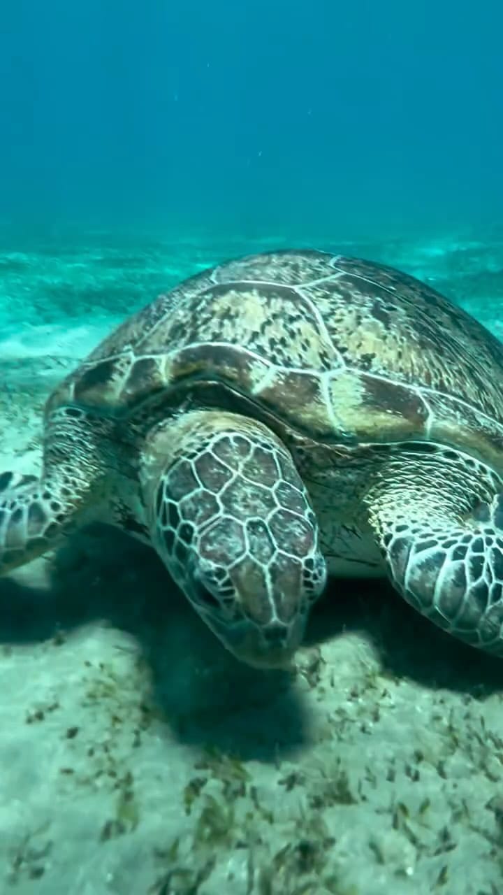 Post 4 by Nicolas Le Goff on Instagram (video)
