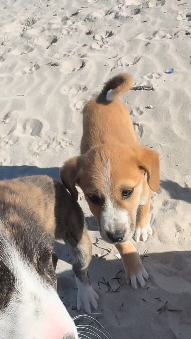 Post 2 by Naturopets | La Naturopathie pour animaux on Instagram (video)