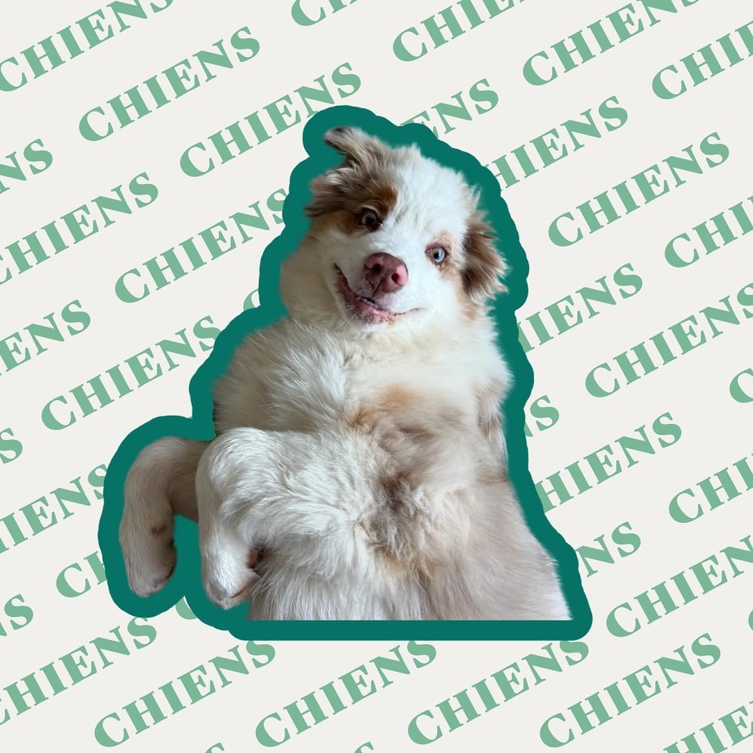 Post 8 by Naturopets | La Naturopathie pour animaux on Instagram (image)