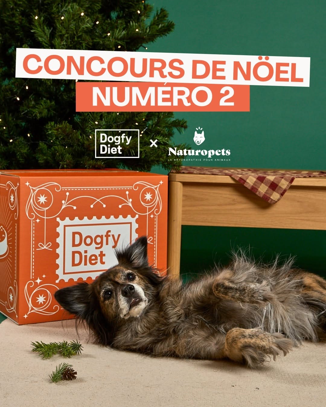Post 4 by Naturopets | La Naturopathie pour animaux on Instagram (carousel)