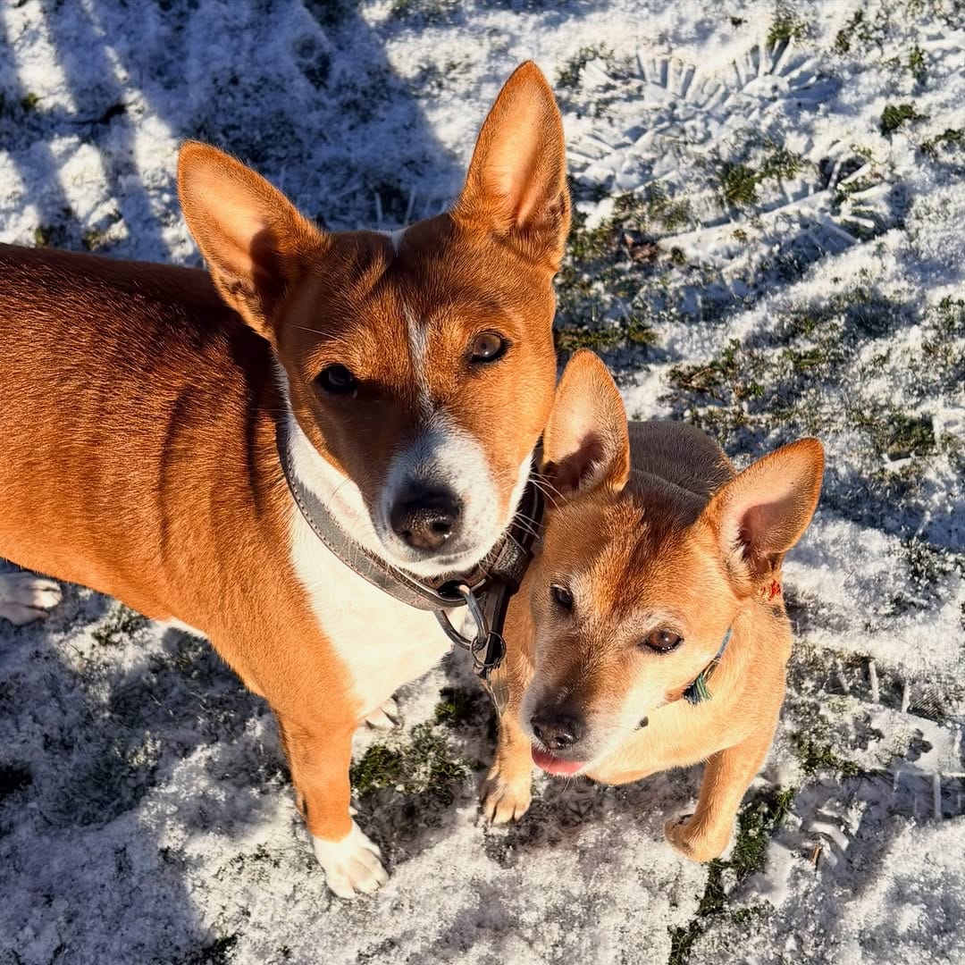 Post 3 by Naturopets | La Naturopathie pour animaux on Instagram (image)