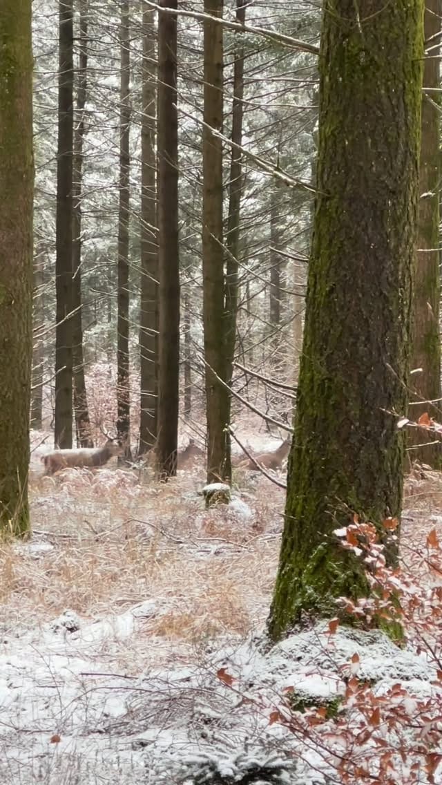 Post 3 by chasse-addict.com on Instagram (video)