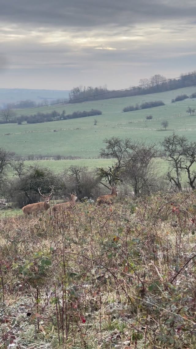 Post 7 by chasse-addict.com on Instagram (video)