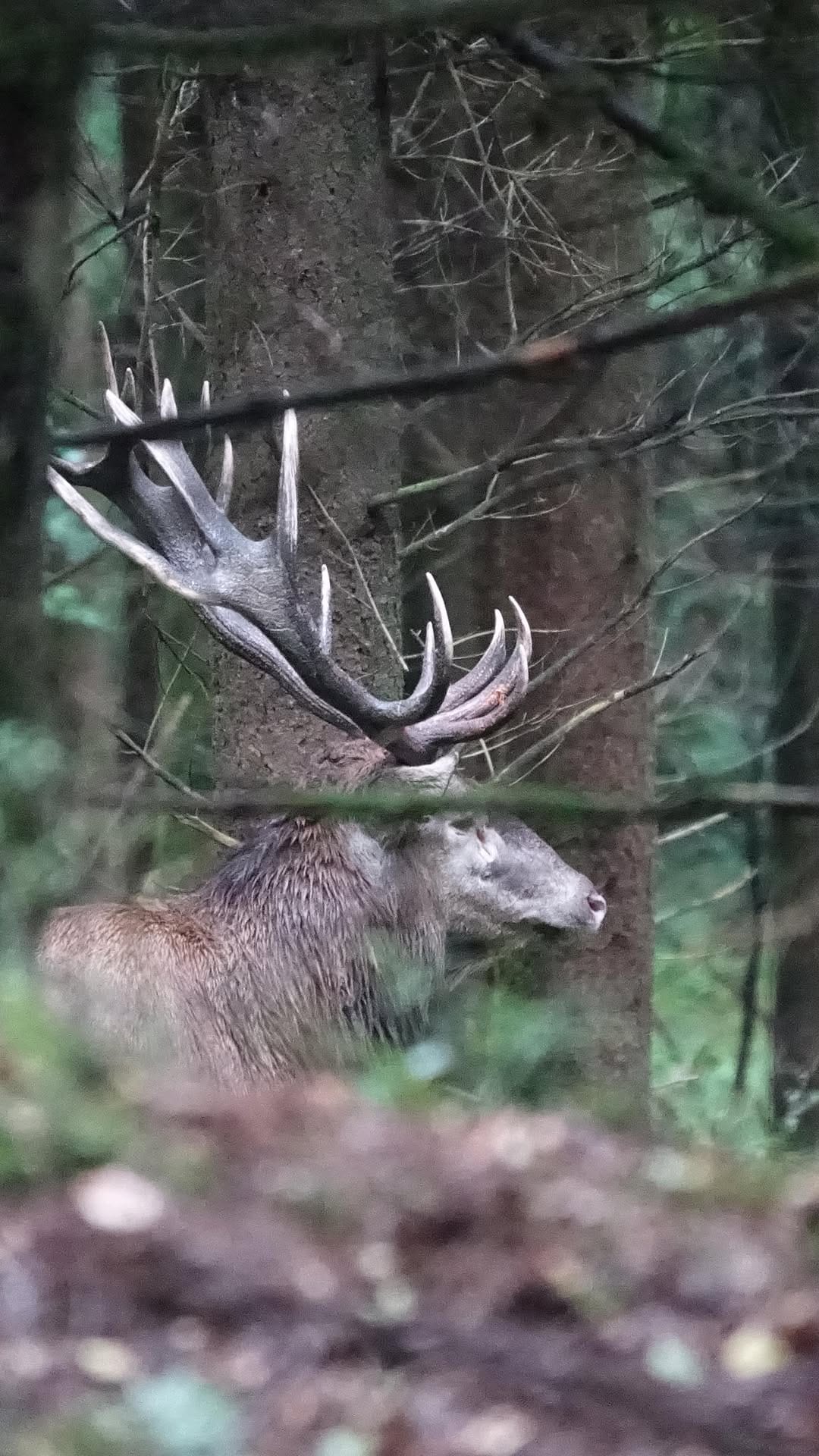 Post 2 by chasse-addict.com on Instagram (video)