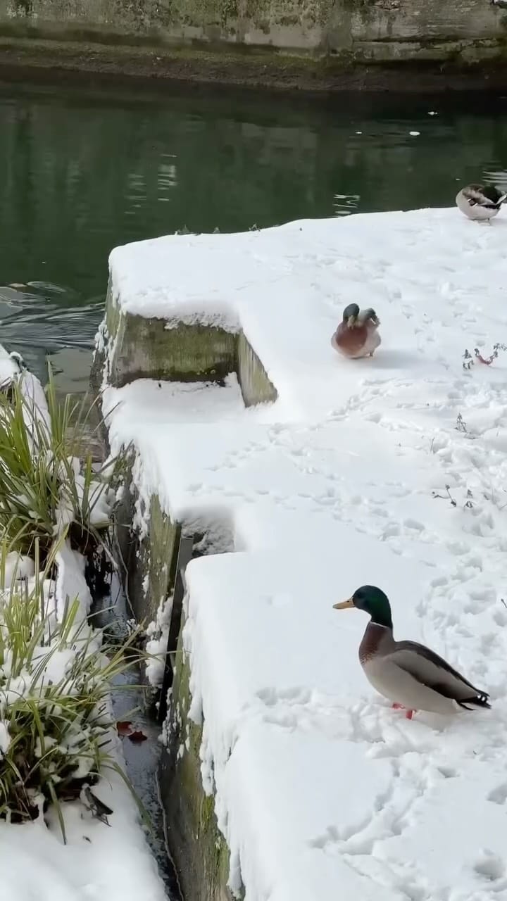 Post 7 by Houria Maameri on Instagram (video)