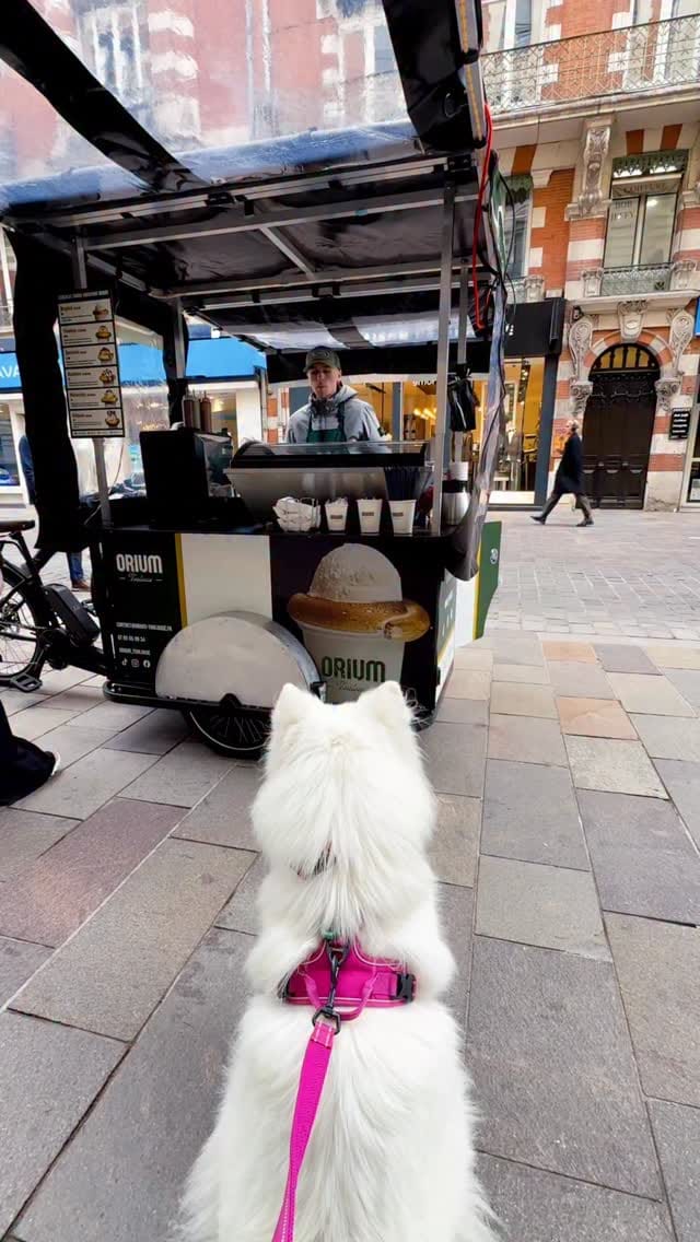 Post 5 by Coco the Traveling Samoyed 🐾 + Jennifer | Dog Friendly Travel on Instagram (video)