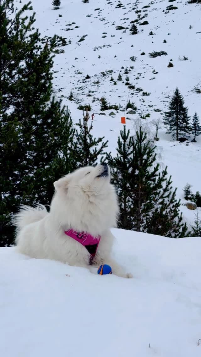 Post 3 by Coco the Traveling Samoyed 🐾 + Jennifer | Dog Friendly Travel on Instagram (video)