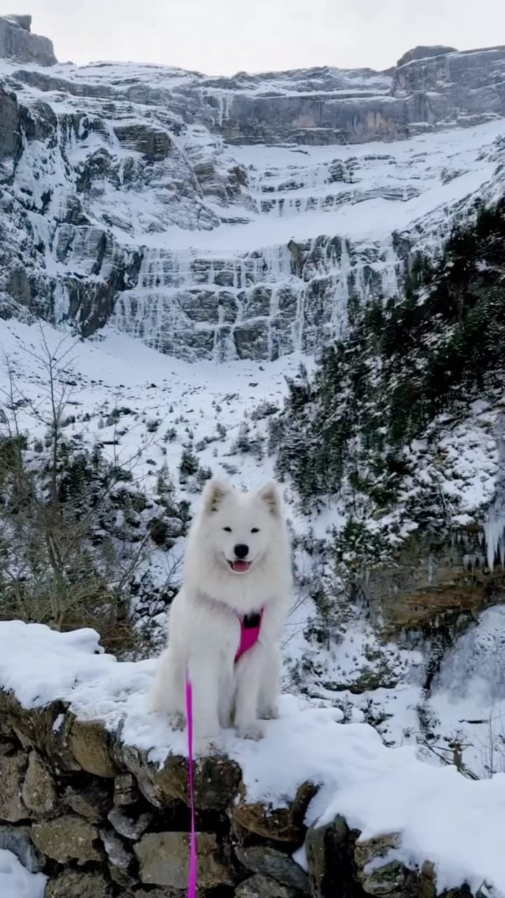 Post 4 by Coco the Traveling Samoyed 🐾 + Jennifer | Dog Friendly Travel on Instagram (video)