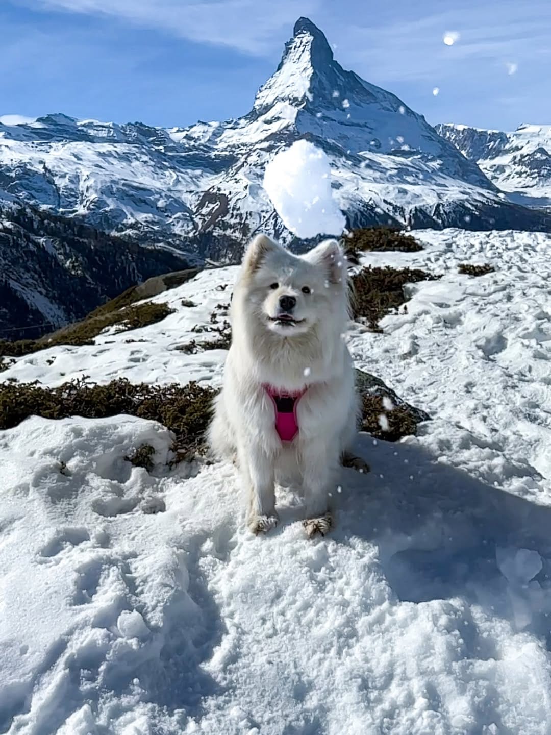 Post 1 by Coco the Traveling Samoyed 🐾 + Jennifer | Dog Friendly Travel on Instagram (carousel)