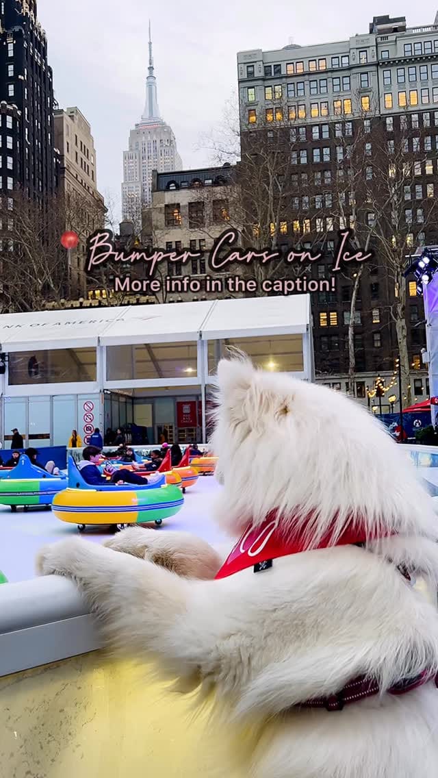Post 2 by Coco the Traveling Samoyed 🐾 + Jennifer | Dog Friendly Travel on Instagram (video)
