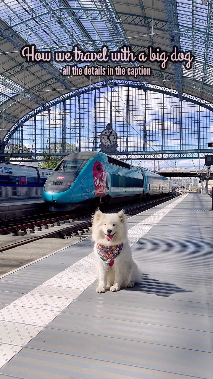 Post 9 by Coco the Traveling Samoyed 🐾 + Jennifer | Dog Friendly Travel on Instagram (video)