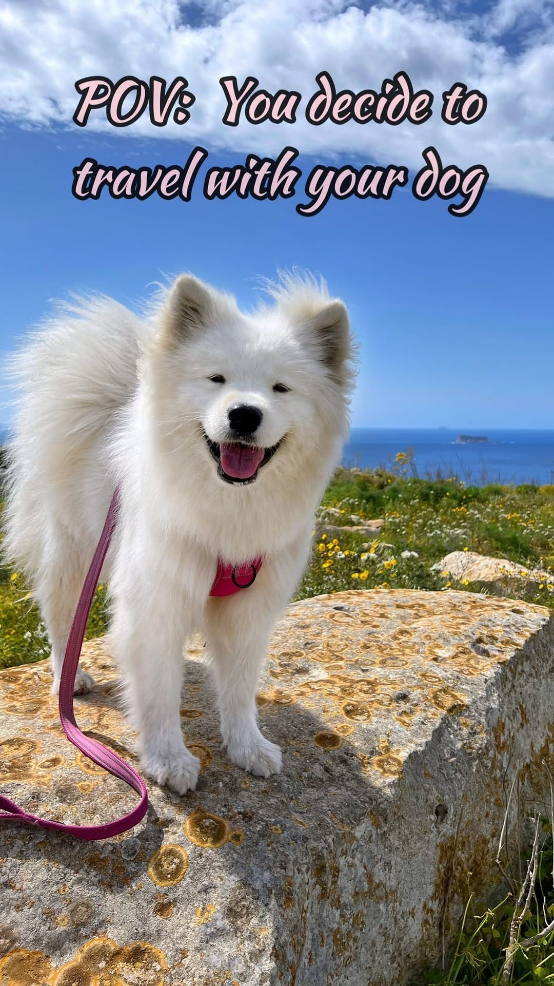 Post 10 by Coco the Traveling Samoyed 🐾 + Jennifer | Dog Friendly Travel on Instagram (video)