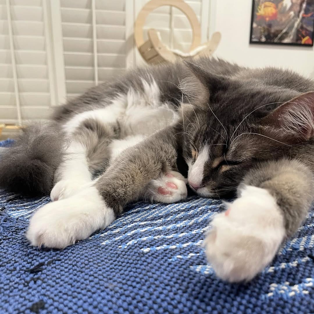 Post 3 by Sajam on Instagram (image)