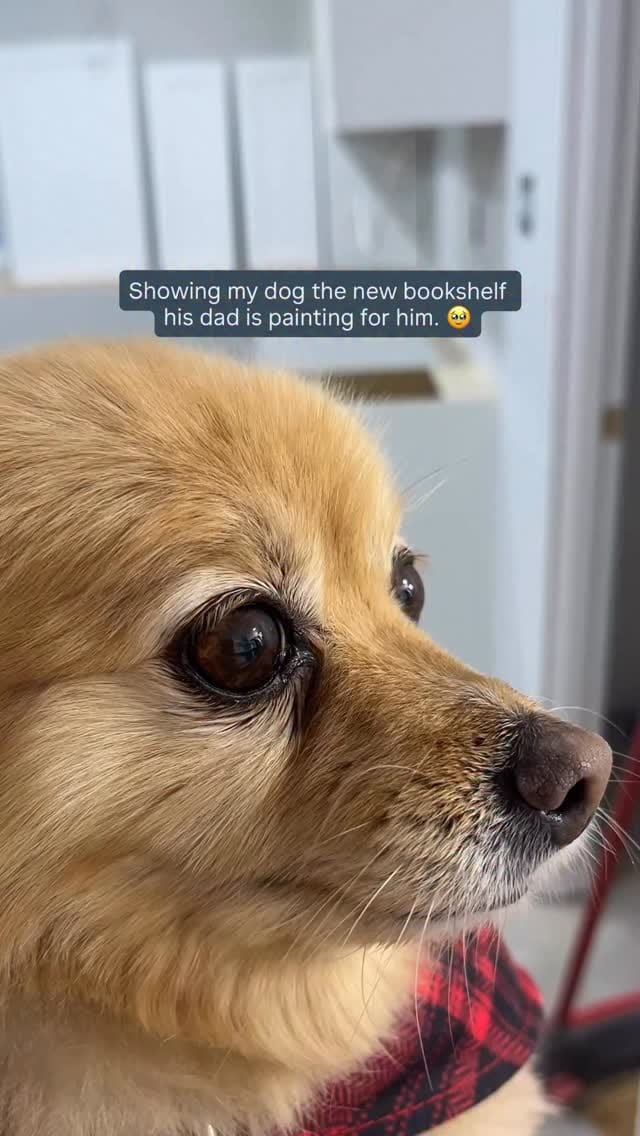 Post 1 by Sarah & Yoshi 🐶 on Instagram (video)