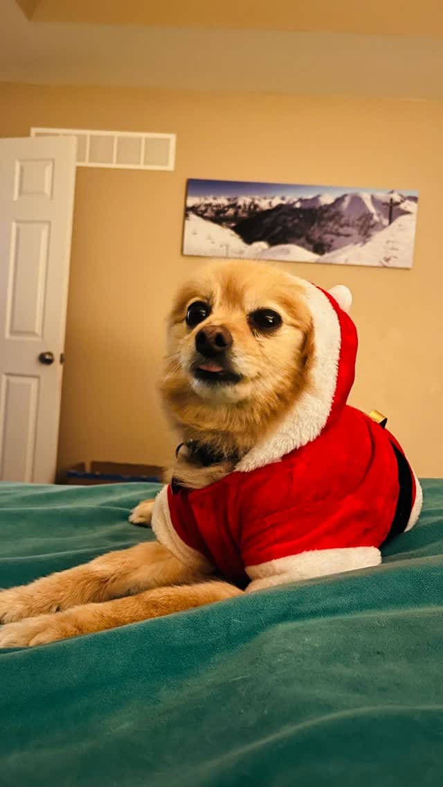 Post 6 by Sarah & Yoshi 🐶 on Instagram (video)