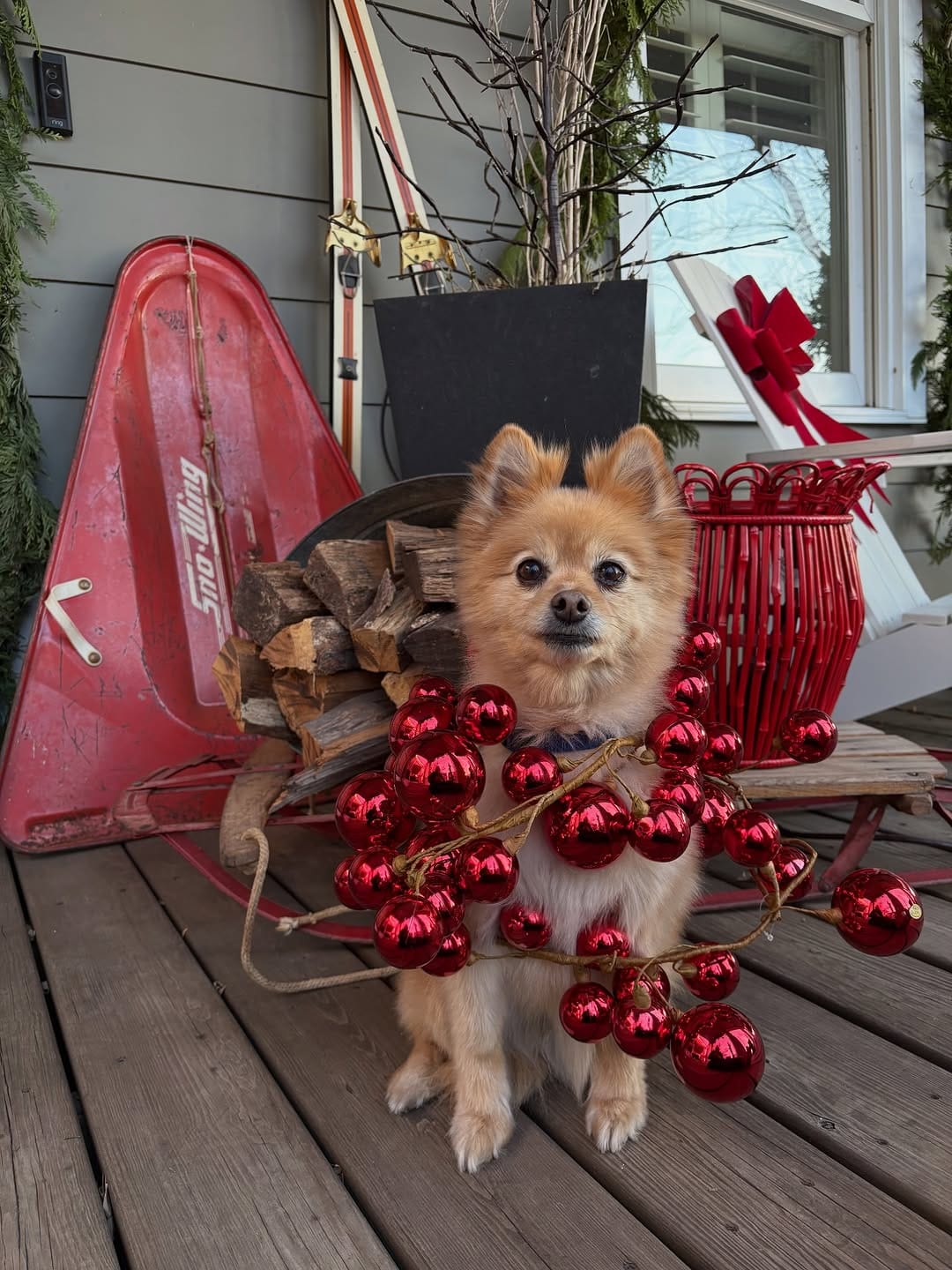 Post 8 by Sarah & Yoshi 🐶 on Instagram (carousel)