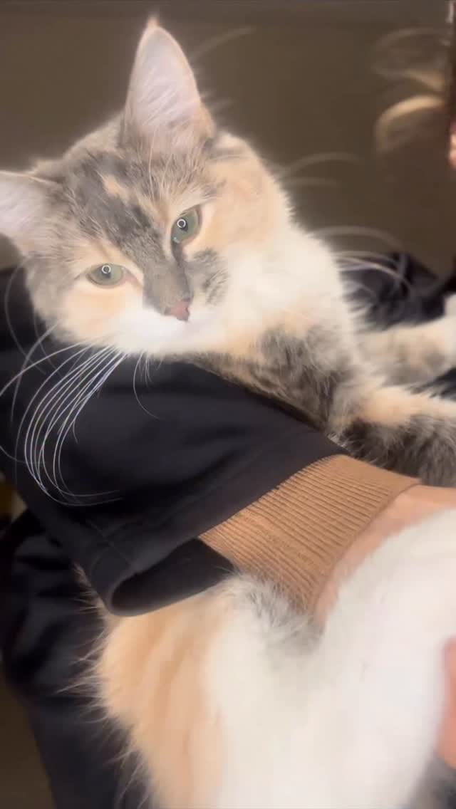 Post 4 by Abi Lyle on Instagram (video)