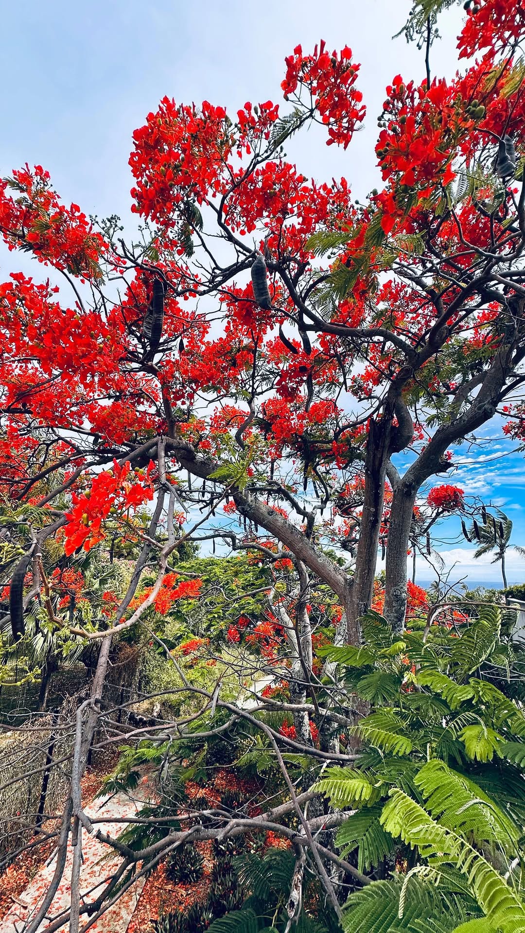 Post 7 by Catherine - Slow Travel Senior à la Réunion on Instagram (video)
