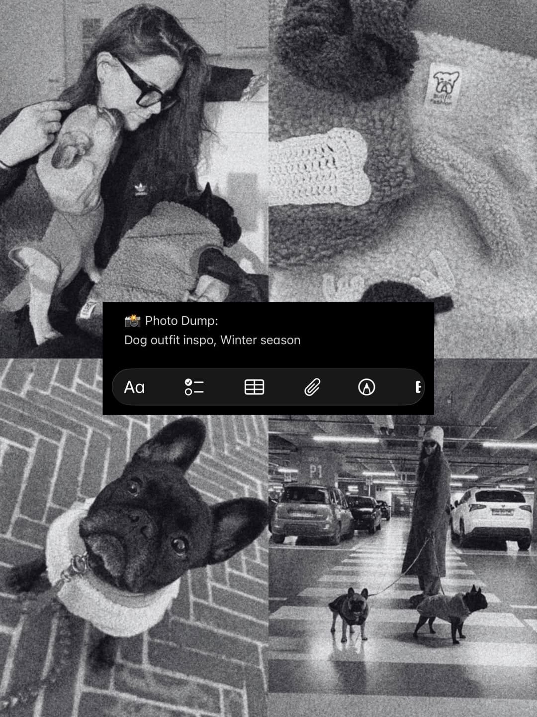 Post 3 by America + Arizona  |  French Bulldog on Instagram (carousel)