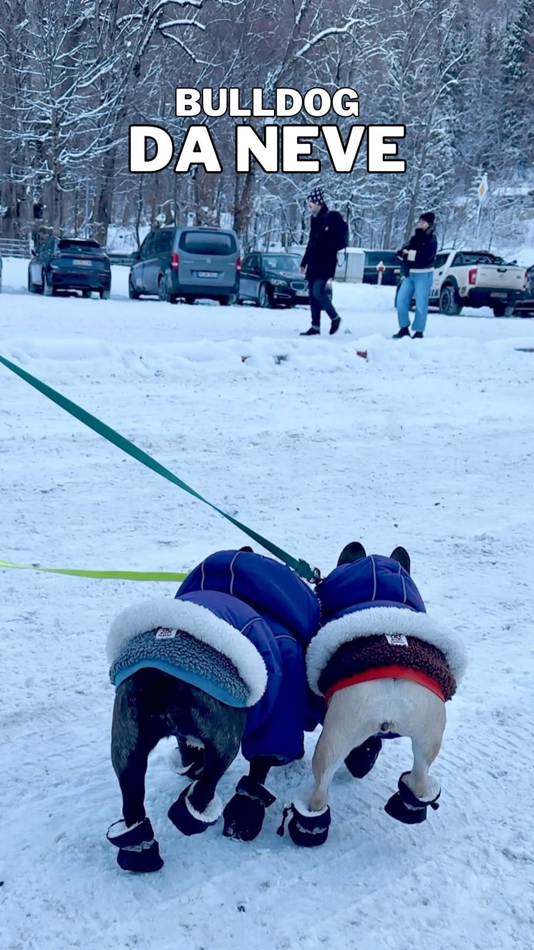 Post 9 by America + Arizona  |  French Bulldog on Instagram (video)