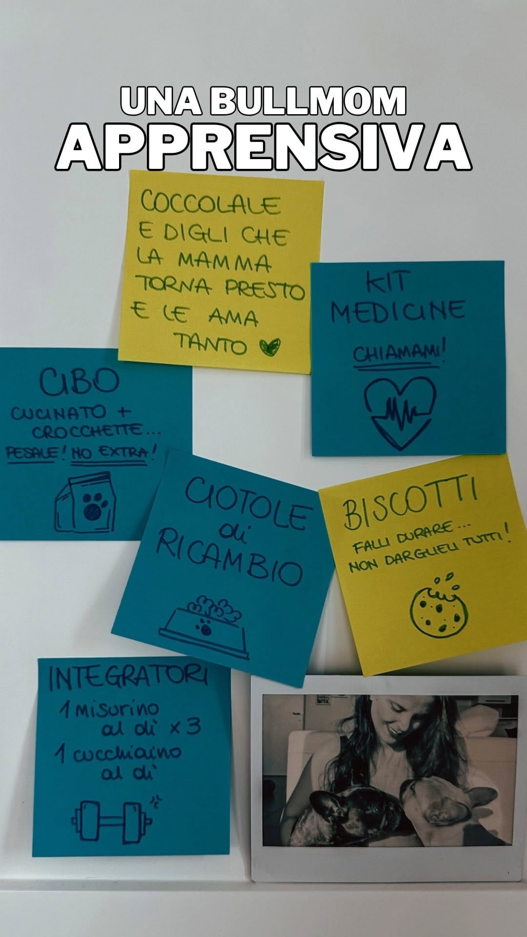 Post 2 by America + Arizona  |  French Bulldog on Instagram (video)