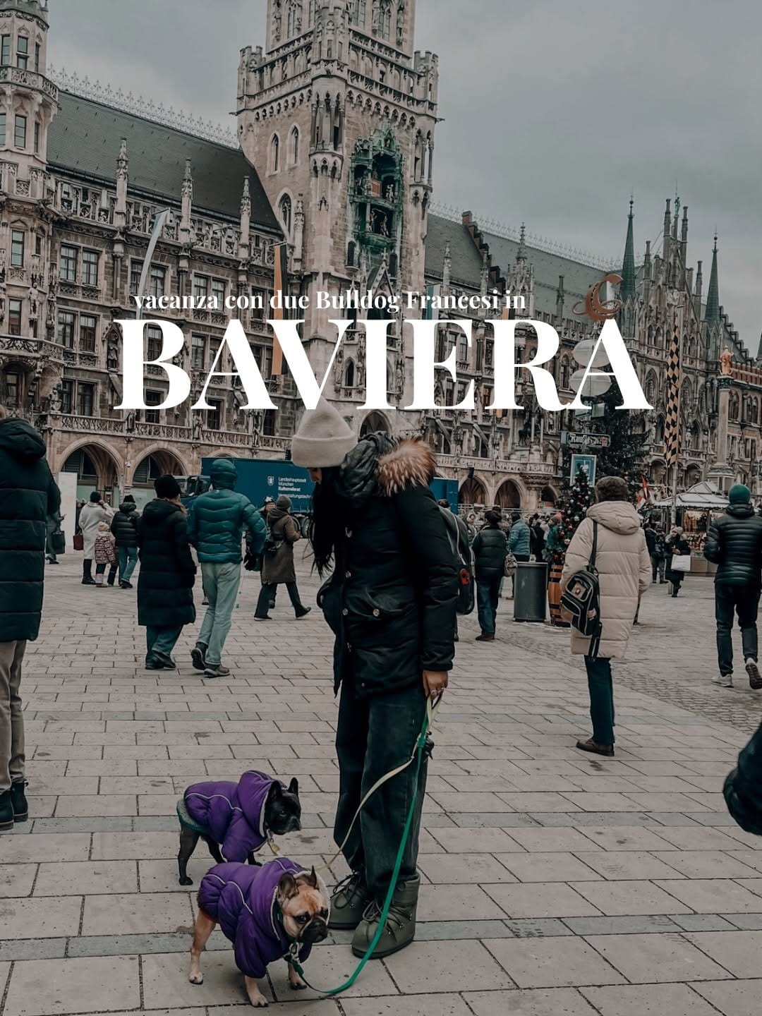 Post 8 by America + Arizona  |  French Bulldog on Instagram (carousel)