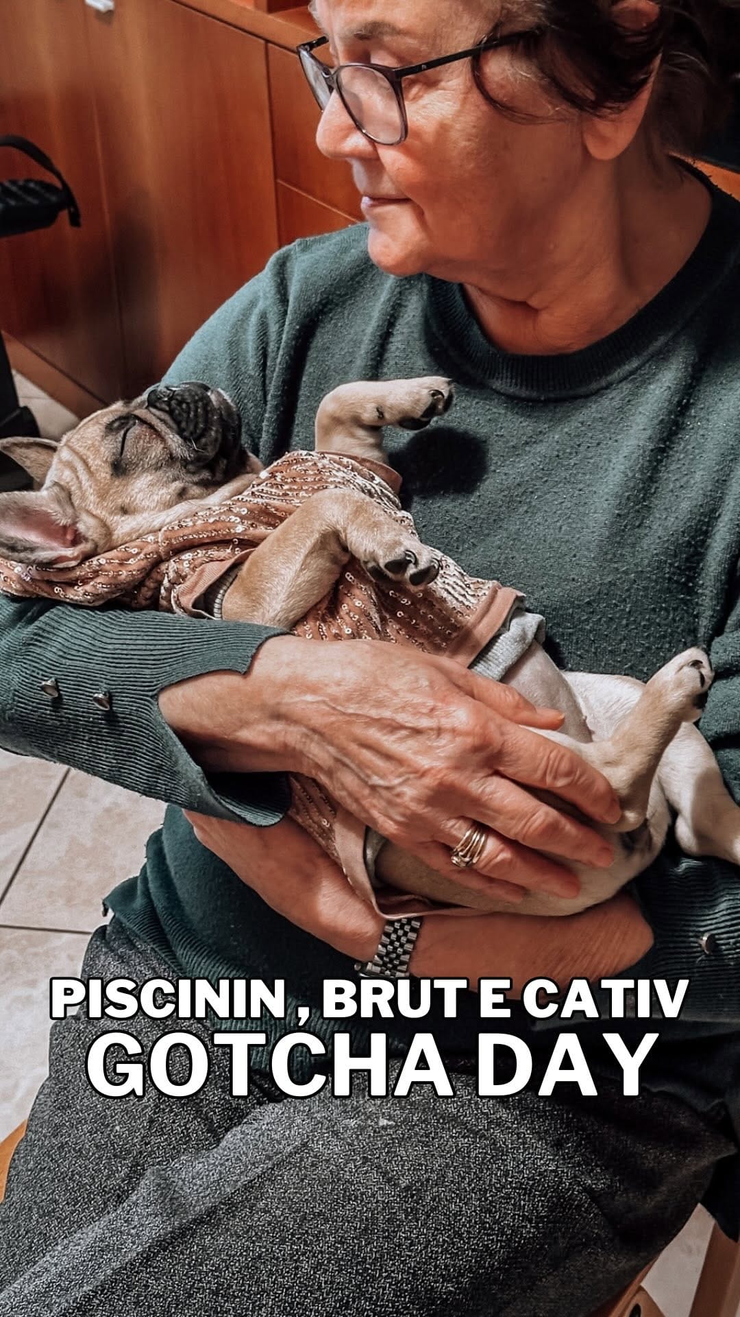 Post 10 by America + Arizona  |  French Bulldog on Instagram (video)